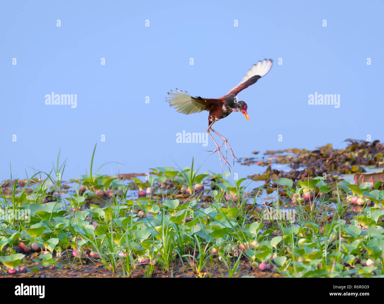 Gelbstirn-blatthühnchen Jacana (Jacana jacana) im Flug, Pantanal, Mato Grosso, Brasilien Stockfoto