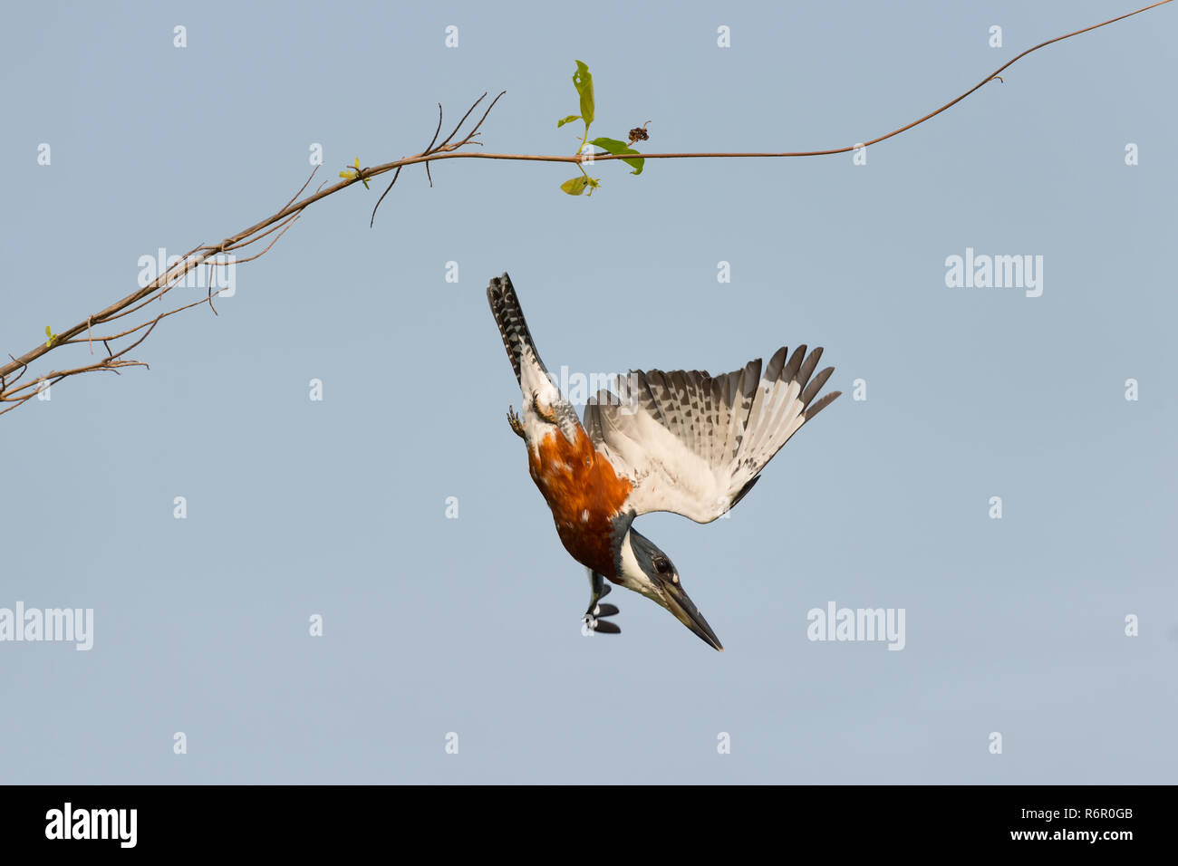 Beringter Kingfisher (Ceryle Torquata) im Flug, Pantanal, Mato Grosso, Brasilien Stockfoto