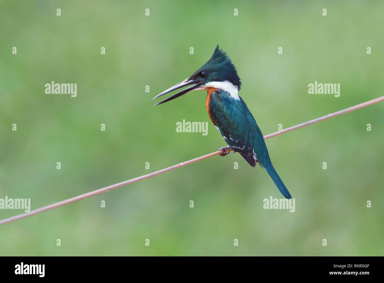 Grüne Kingfisher (Chloroceryle Americana), Pantanal, Mato Grosso, Brasilien Stockfoto