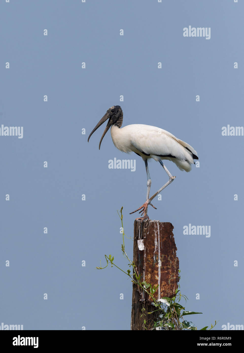 Holz-Storch (Mycteria Americana), Pantanal, Mato Grosso, Brasilien Stockfoto