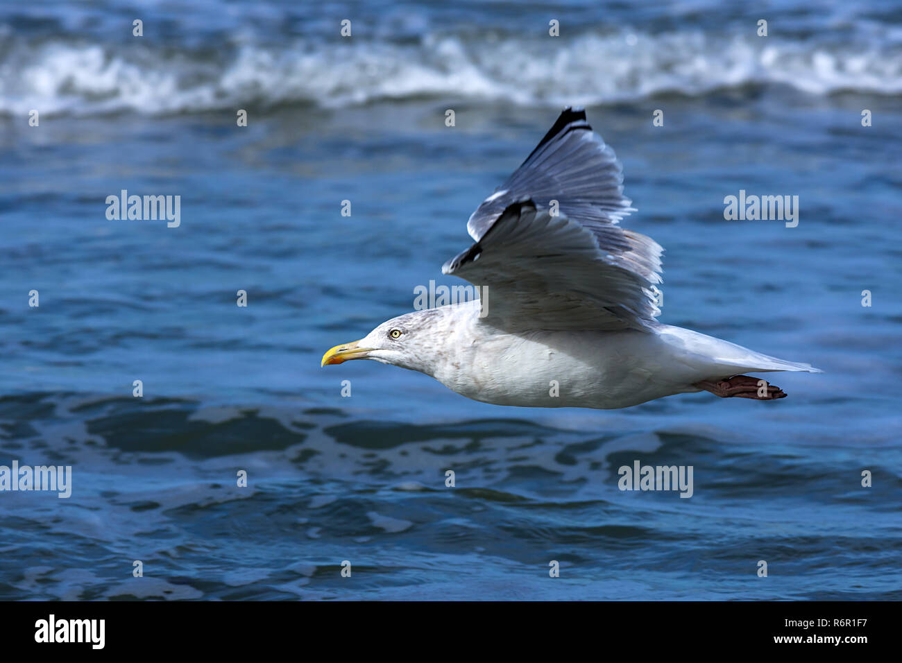 Flying Yellow-legged Gull (Larus michahellis), Ostsee, Darß, Mecklenburg-Vorpommern, Deutschland Stockfoto