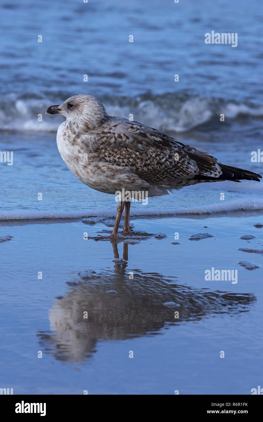 Yellow-legged Gull (Larus michahellis), Wasser Reflexion in die seichten Gewässer der Ostsee, Darß, Mecklenburg-Vorpommern, Deutschland Stockfoto