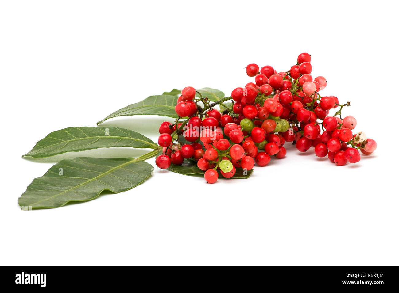 Pistacia lentiscus Mastixstrauch, roten Beeren auf weißem Hintergrund Stockfoto