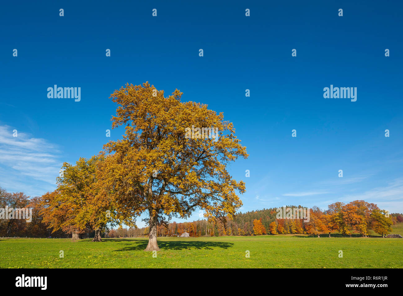 Herbst Eichen (Quercus), Oberbayern, Bayern, Deutschland Stockfoto