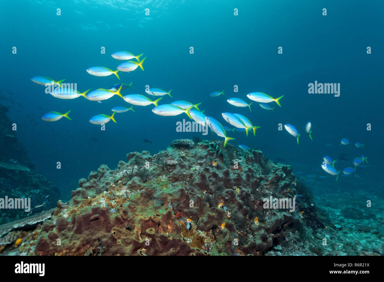 Schwarm gelber Blaurücken Füsilier, (Caesio teres), schwimmt über kleines Riff überzogen mit Schwamm, Saparua, Insel, Molukken, Banda, Pazifik, In Stockfoto
