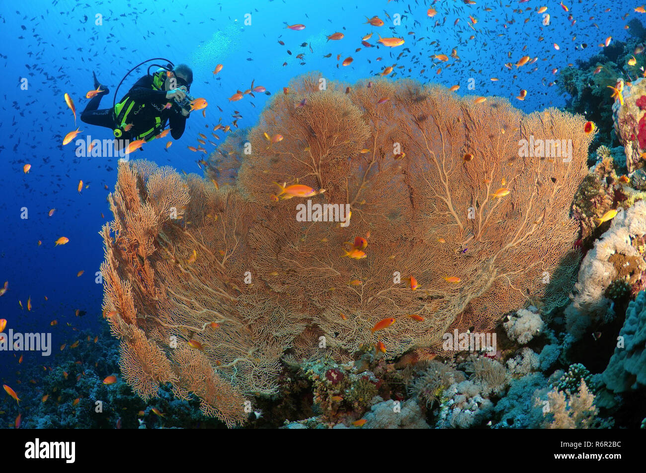 Taucher fotografieren Korallen lila Gorgonien Seafan (Gorgonia Flabellum) Rotes Meer, Ägypten, Afrika Stockfoto