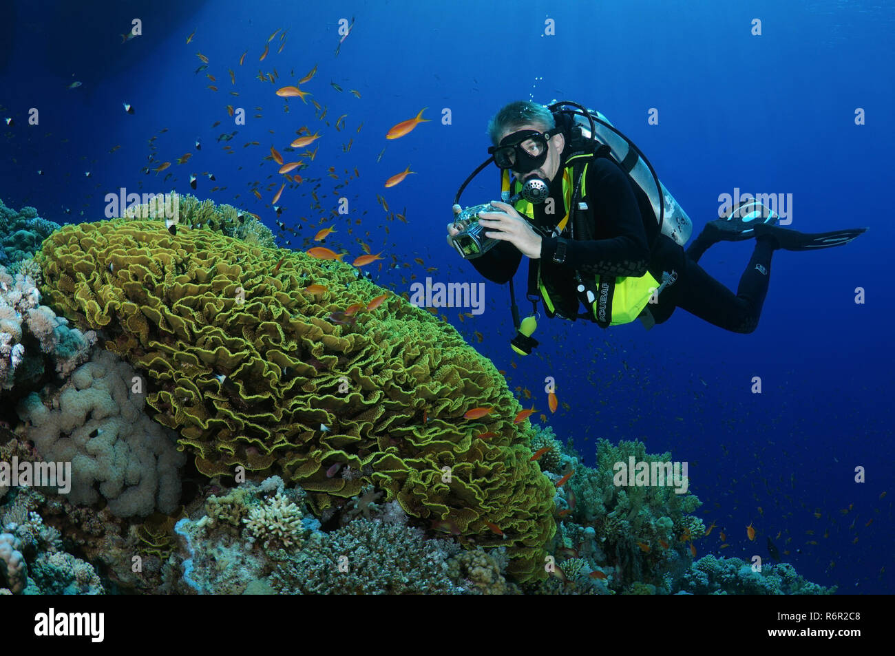 Taucher fotografieren Korallenriff, Rotes Meer, Ägypten, Afrika Stockfoto