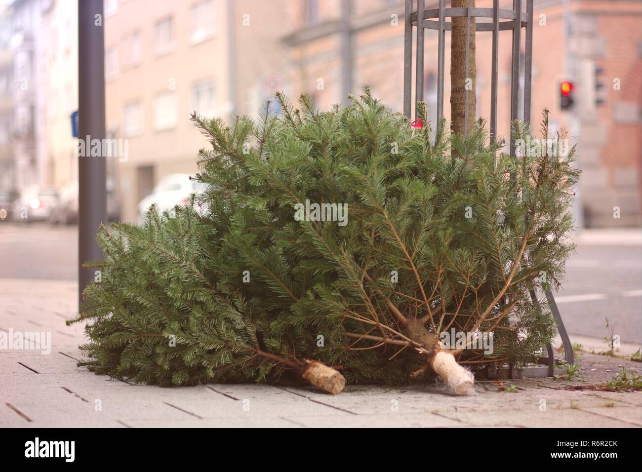 Entsorgte Weihnachtsbäume nach dem Urlaub auf dem Bürgersteig. Stockfoto