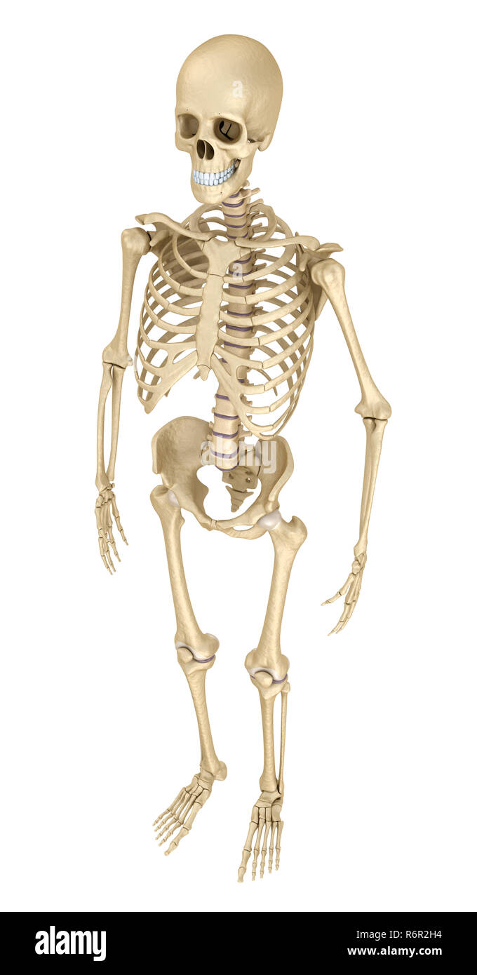 Menschliches Skelett isoliert, medizinisch genaue 3d Illustration. Stockfoto