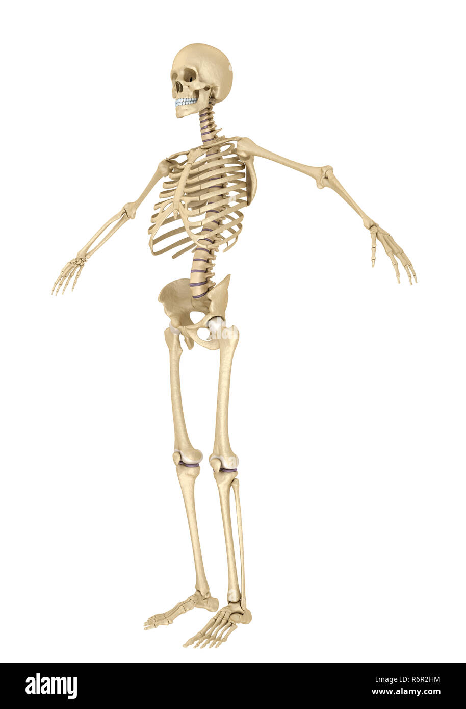 Menschliches Skelett isoliert, medizinisch genaue 3d Illustration. Stockfoto