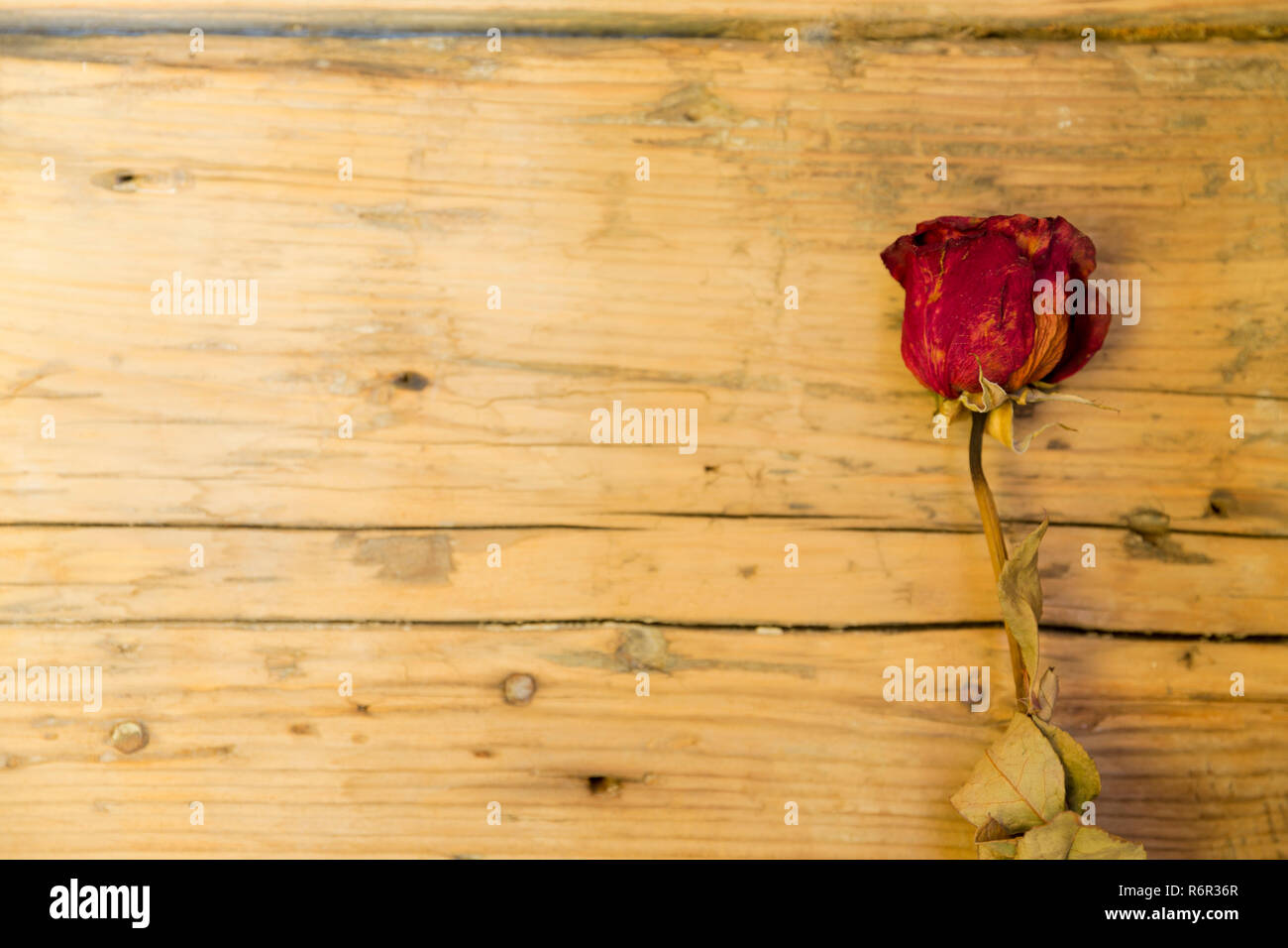 Getrocknete Rose Blume auf hölzernen Hintergrund Stockfoto