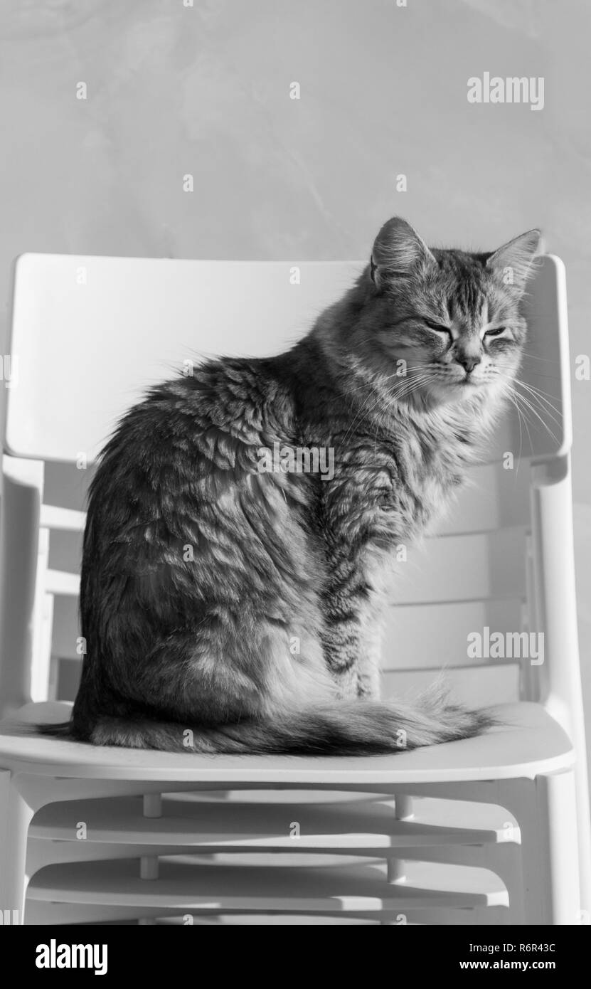 Süße sibirische Katze im Freien in einem Garten, langhaarigen Stockfoto