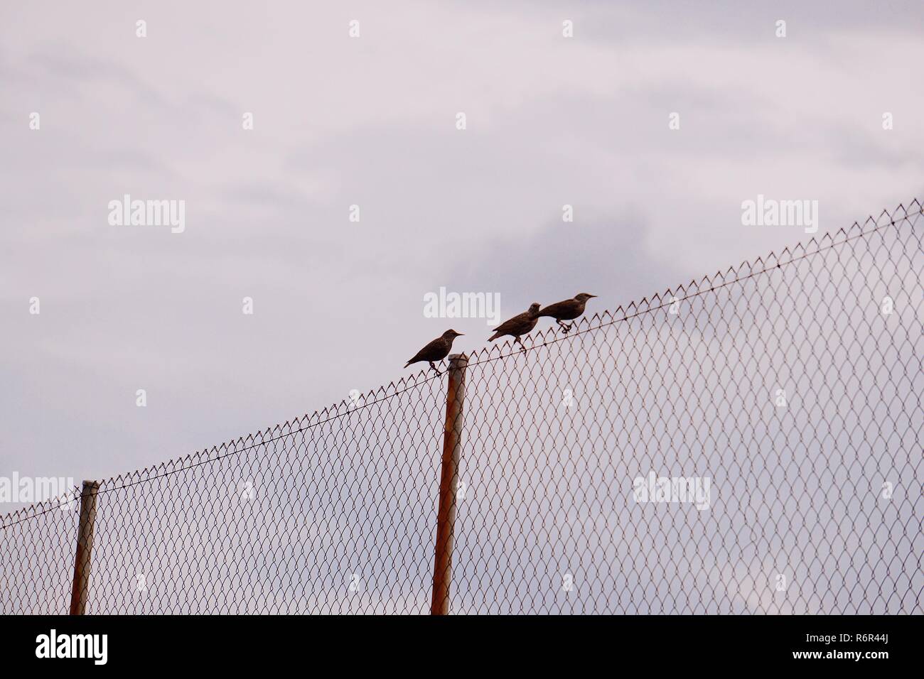 Die Vögel im Park in der Natur Stockfoto