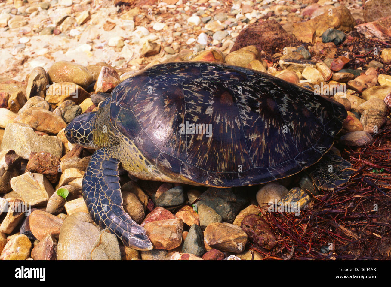 Schildkröten, Malvan, Maharashtra, Indien Stockfoto