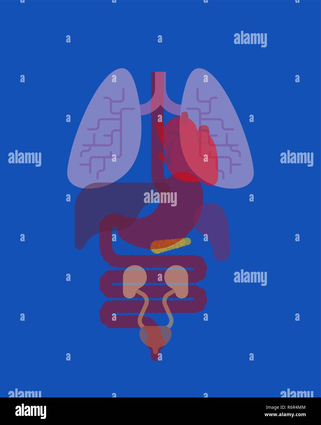 Innere Organe X-ray der Anatomie des Körpers. Herz und Lunge. Leber und Magen. Speiseröhre und Bauchspeicheldrüse. Niere und Milz Stock Vektor