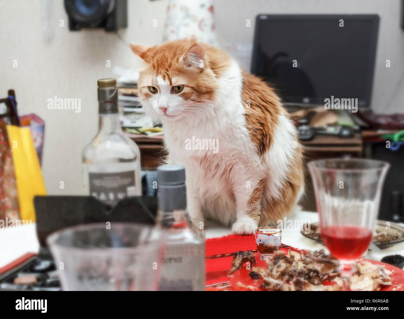 Rot nach hübschen Katze auf Tabelle mit Chaos nach der Feier im Zimmer Stockfoto