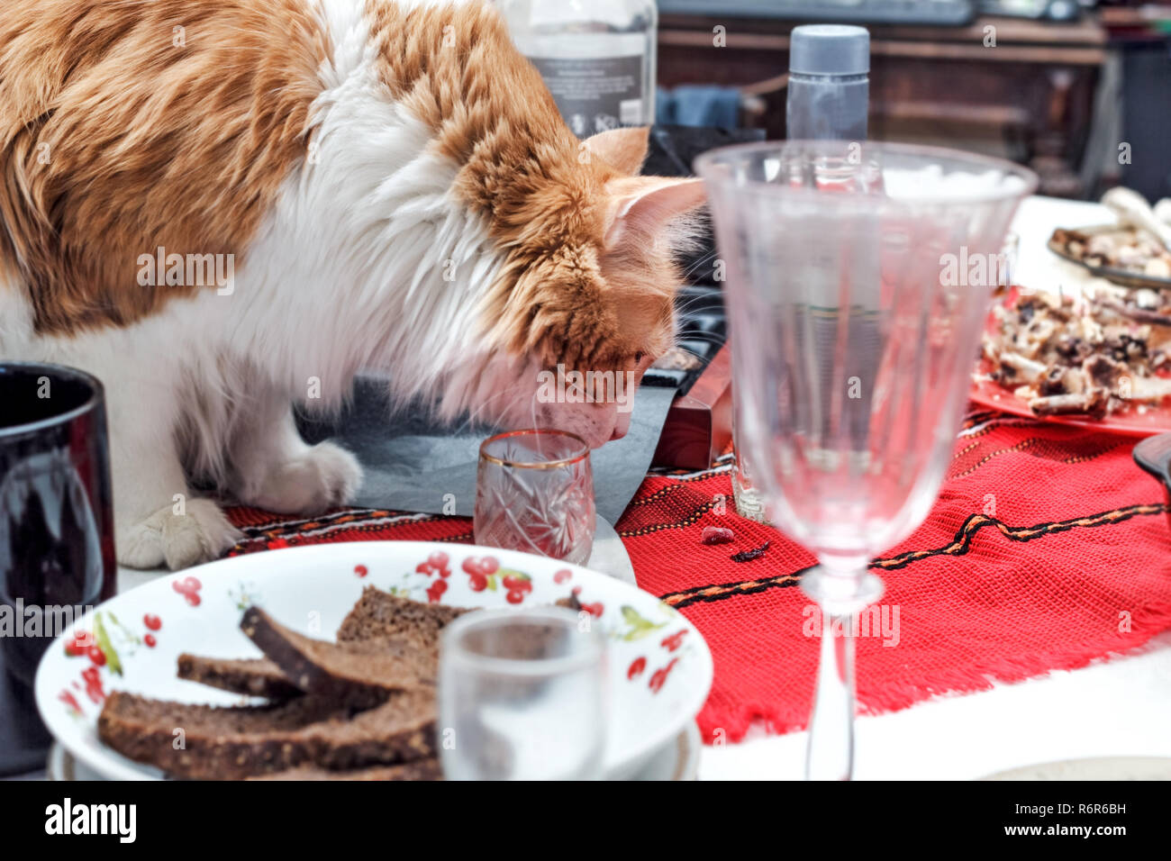 Nach rote hübsche Katze auf Tabelle mit Chaos nach der Feier im Zimmer Stockfoto