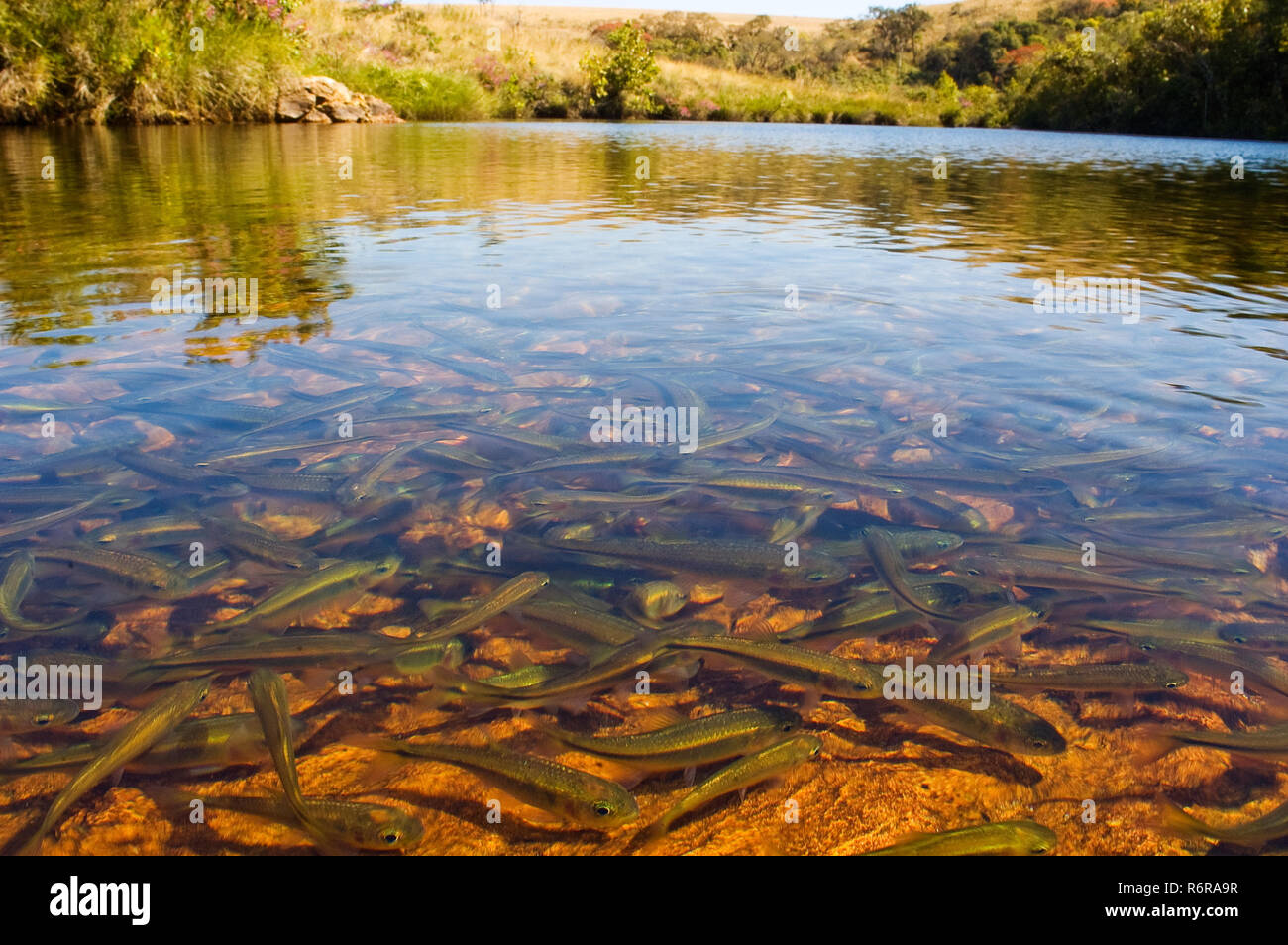 Kleine Fische bei Serra da Canastra, Minas Gerais Brasilien Stockfoto