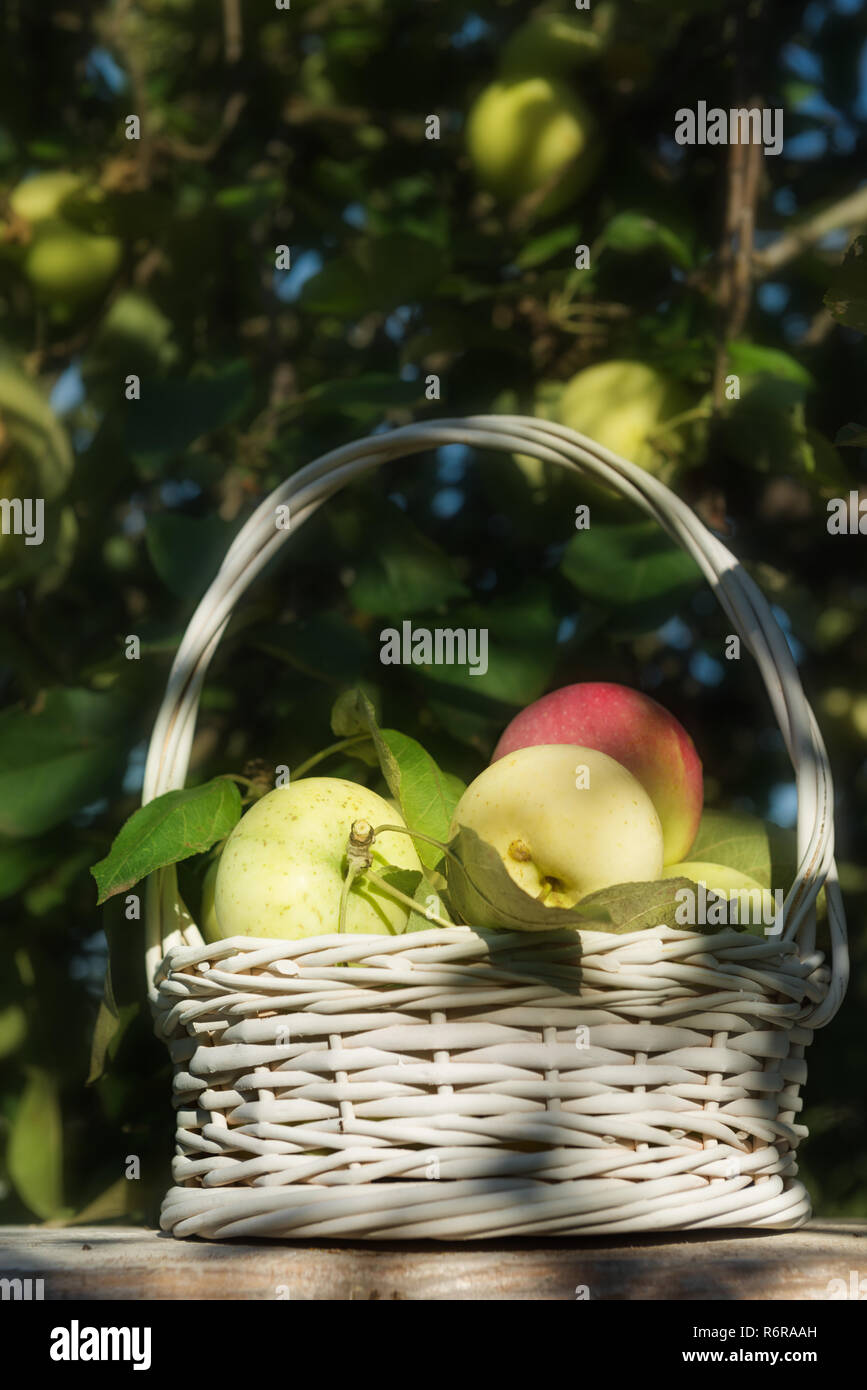 Bio Apfel im Korb über Defokussierten Fruchtkörper Baum. Stockfoto