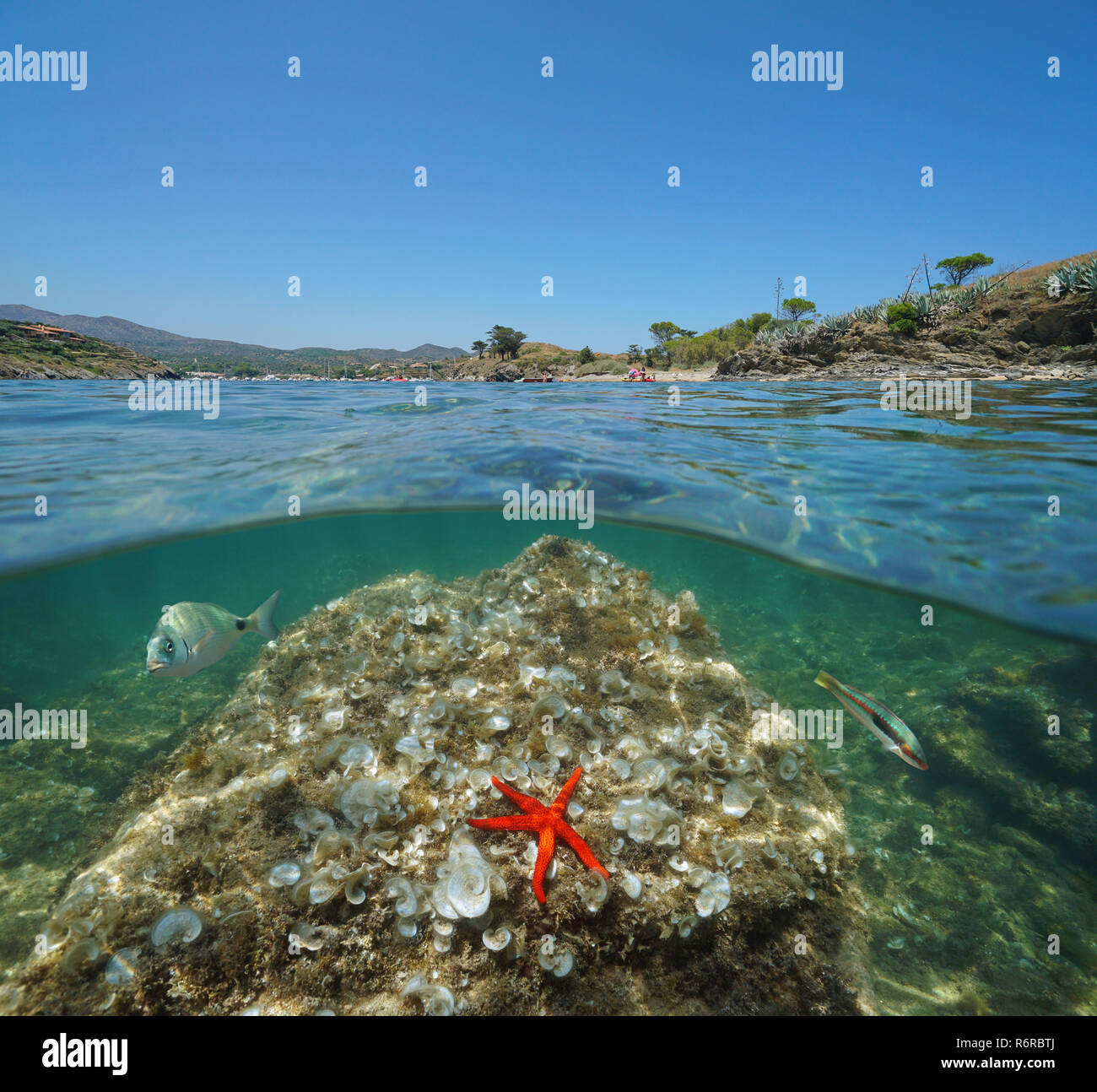 Mittelmeer küste und Rock mit Seesternen und Fischen unter Wasser, geteilte Ansicht Hälfte oberhalb und unterhalb der Wasseroberfläche, Spanien, Cadaqués, Costa Brava, Spanien Stockfoto