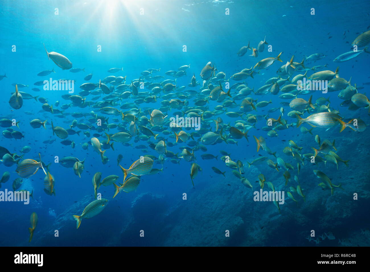 Schule der Fische salema Porgy, Sarpa salpa, mit Sonnenlicht Wasser in das Mittelmeer, Port-Cros, Hyeres, Côte d'Azur, Frankreich Stockfoto