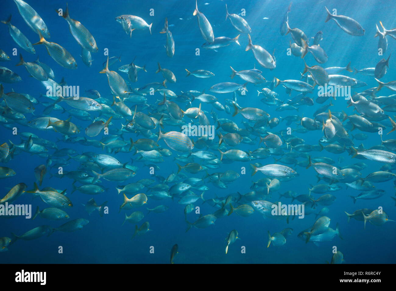 Schwarm von Fischen salema Porgy, Sarpa salpa, Unterwasser im Mittelmeer, Medes Inseln, Costa Brava, Spanien Stockfoto