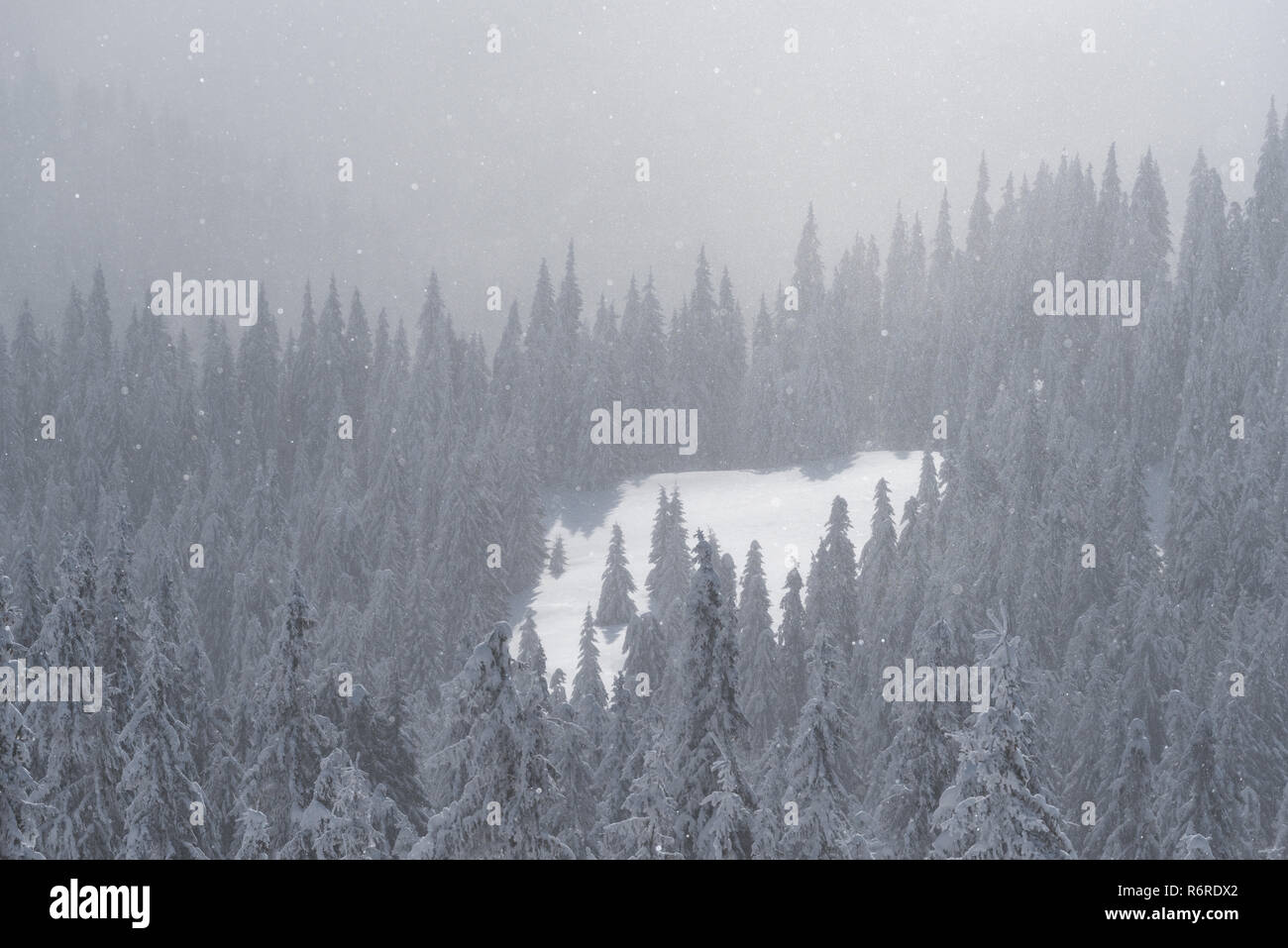 Winter Blick auf den Berghängen. Schneefall in den Fichtenwald. Natürliche Hintergrund für Design Stockfoto