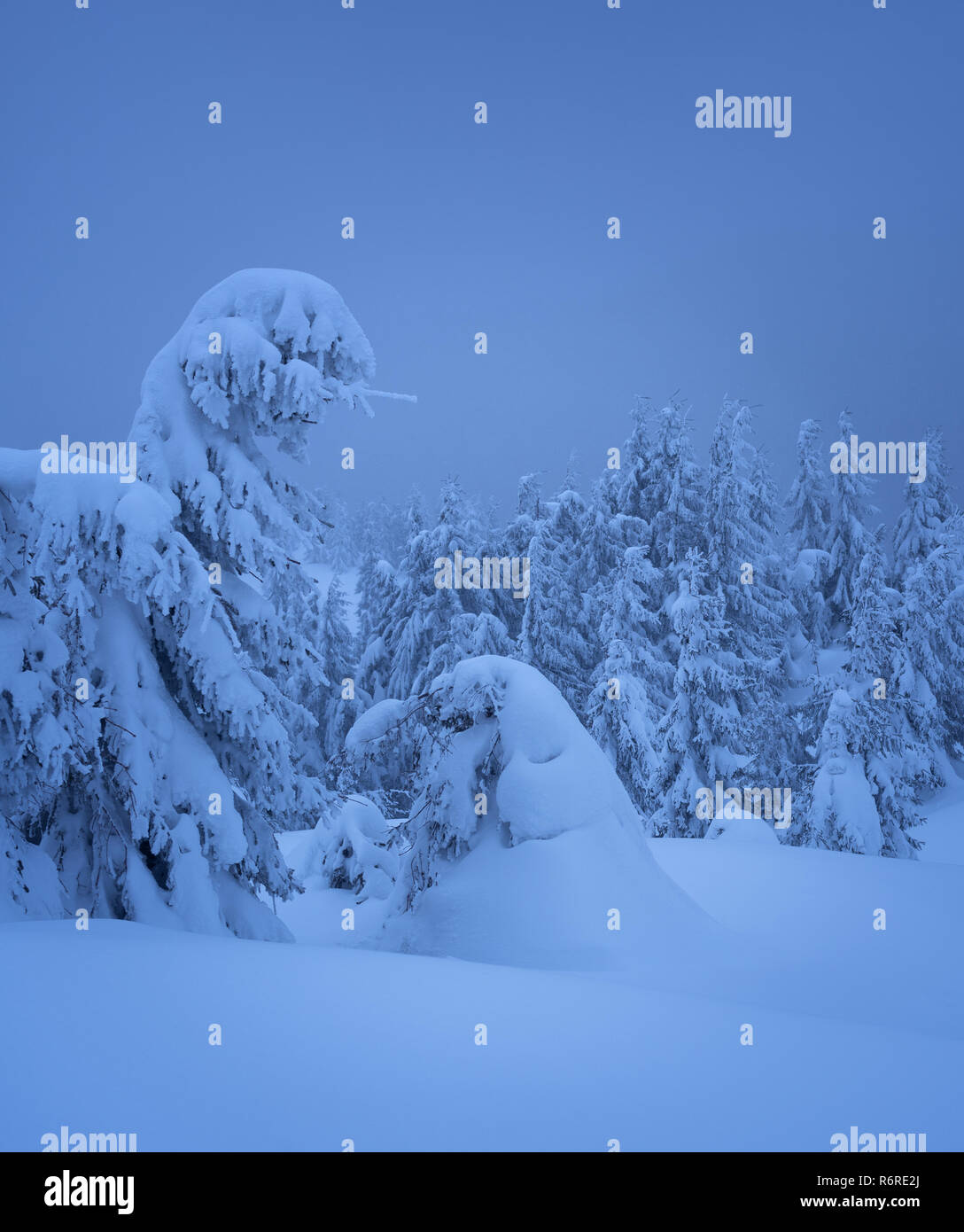 Wunderbare winter Blick mit Schneeverwehungen im Fichtenwald. Bäume mit Schnee bedeckt. Dusky Szene in Blau Stockfoto
