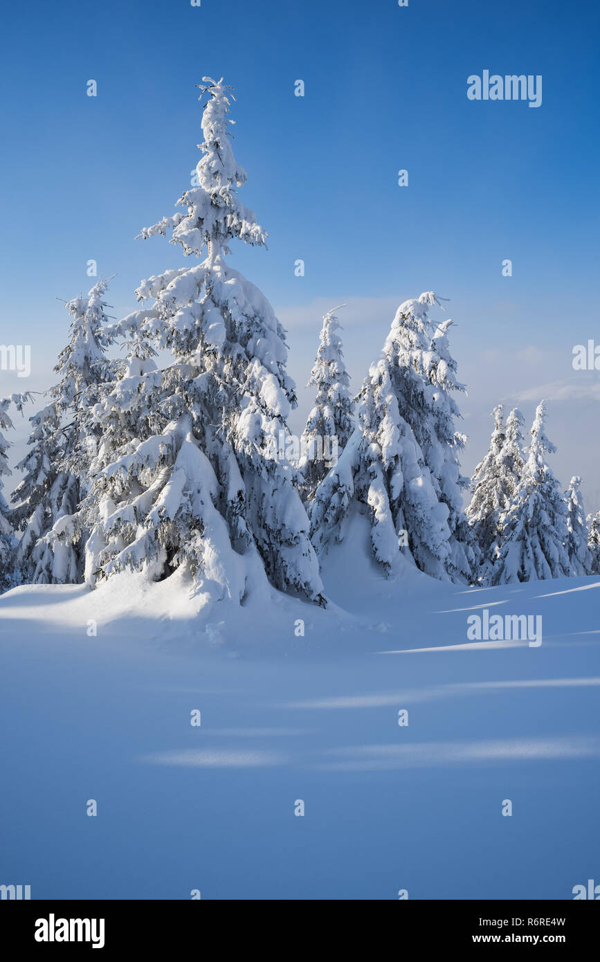 Winter in den Fichtenwald. Schnee bedeckte Bäume. Frostigen Tag mit guten, sonnigen Wetter und blauer Himmel Stockfoto