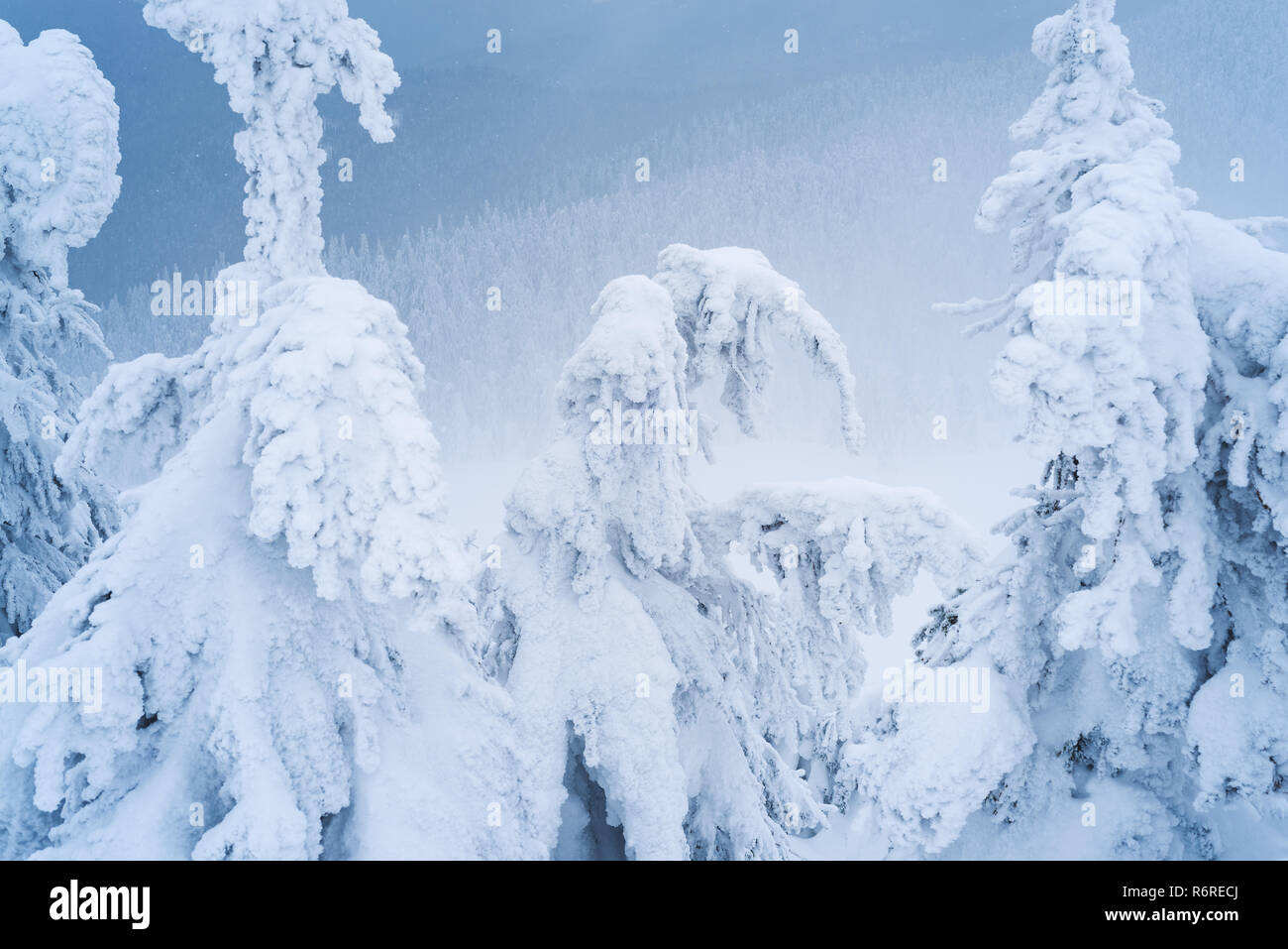 Fichte Bäume mit Schnee und Raureif bedeckt. Winter Wald am Hang. Bewölkt Wetter mit Nebel in den Bergen Stockfoto