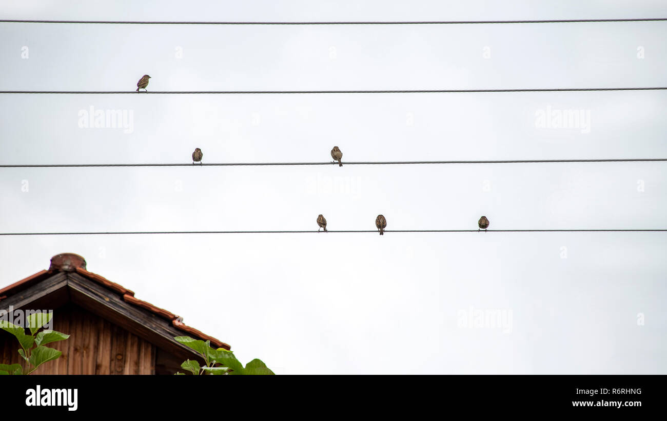 Wieso Können Vögel Auf Stromleitungen Sitzen www.alamy.de