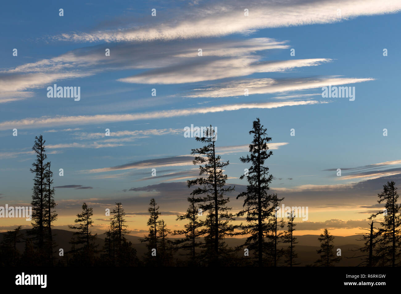 Silhouetten der Bäume gegen einen strahlend blauen Himmel bei Sonnenuntergang im Sommer Stockfoto