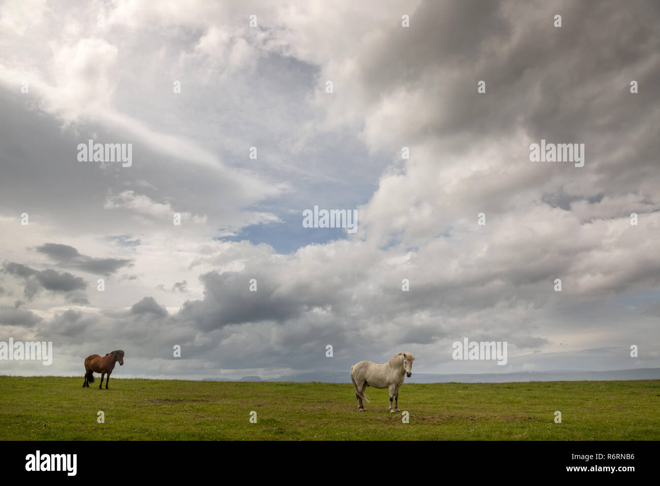 Pferd Stockfoto