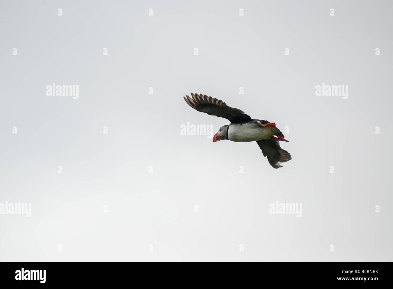 Puffin Stockfoto