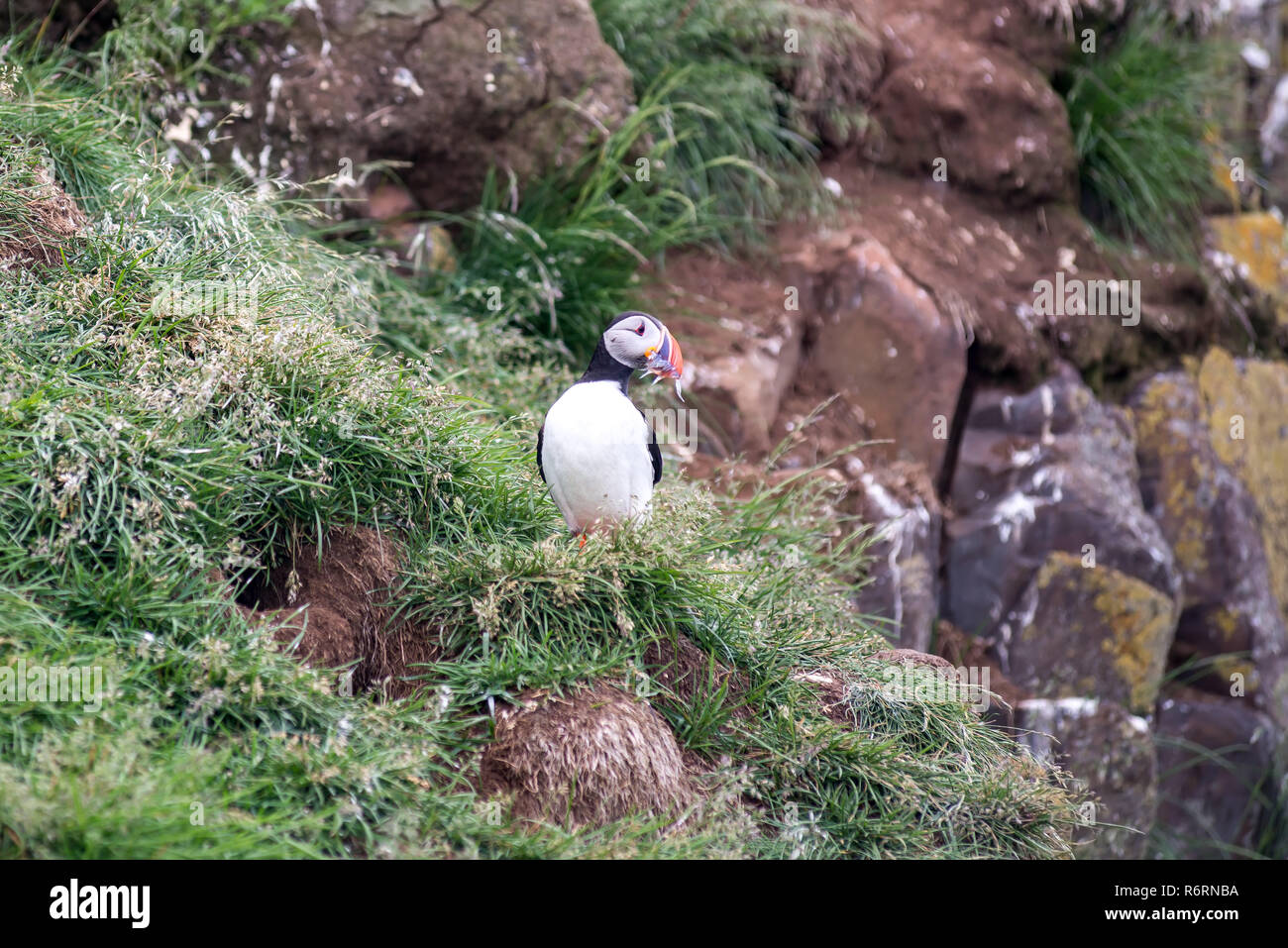 Puffin Stockfoto