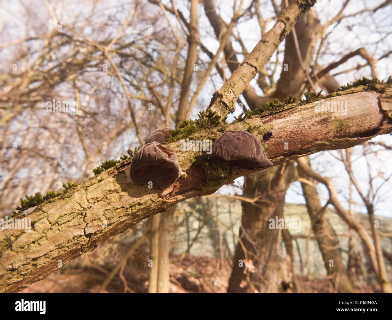 Nahaufnahme der wachsenden Jelly hängenden Jude Ohren baum Elder-Judae Auricularia Aurikel- (Bull.) Wettst. - Jelly Ohr Pilz Stockfoto Nahaufnahme der wachsenden Jelly hängenden Jude Ohren baum Elder-Judae Auricularia Aurikel- (Bull.) Wettst. - Jelly Ohr Pilz Stockfoto