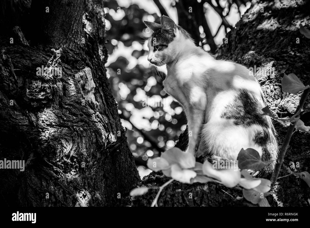 Porträt eines heimatlosen Katze auf einem Baum sitzt. Schwarz und Weiß. Stockfoto