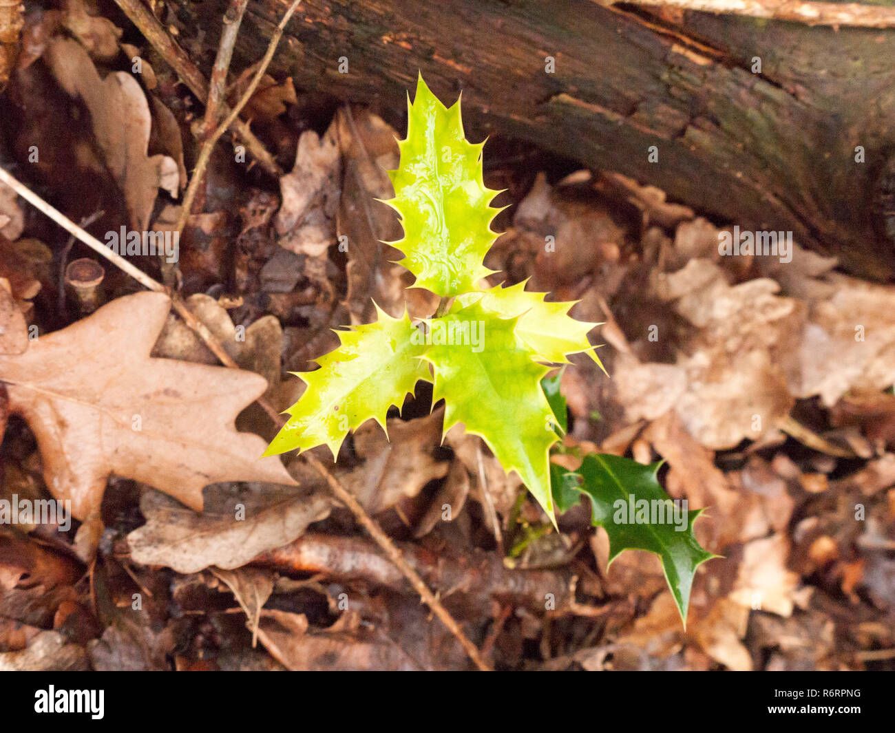 Wachsende kleine grüne Blätter Schießen im Waldboden mit Blätter im Herbst Stockfoto