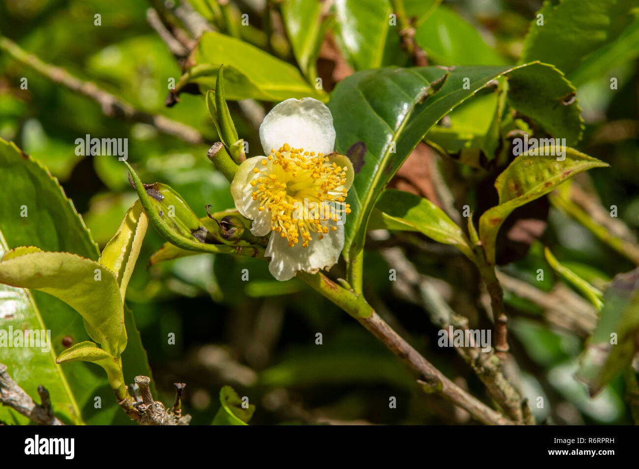 Camellia sinensis, Kaffee Bush Flower in Nuwara Eliya, Sri Lanka Stockfoto