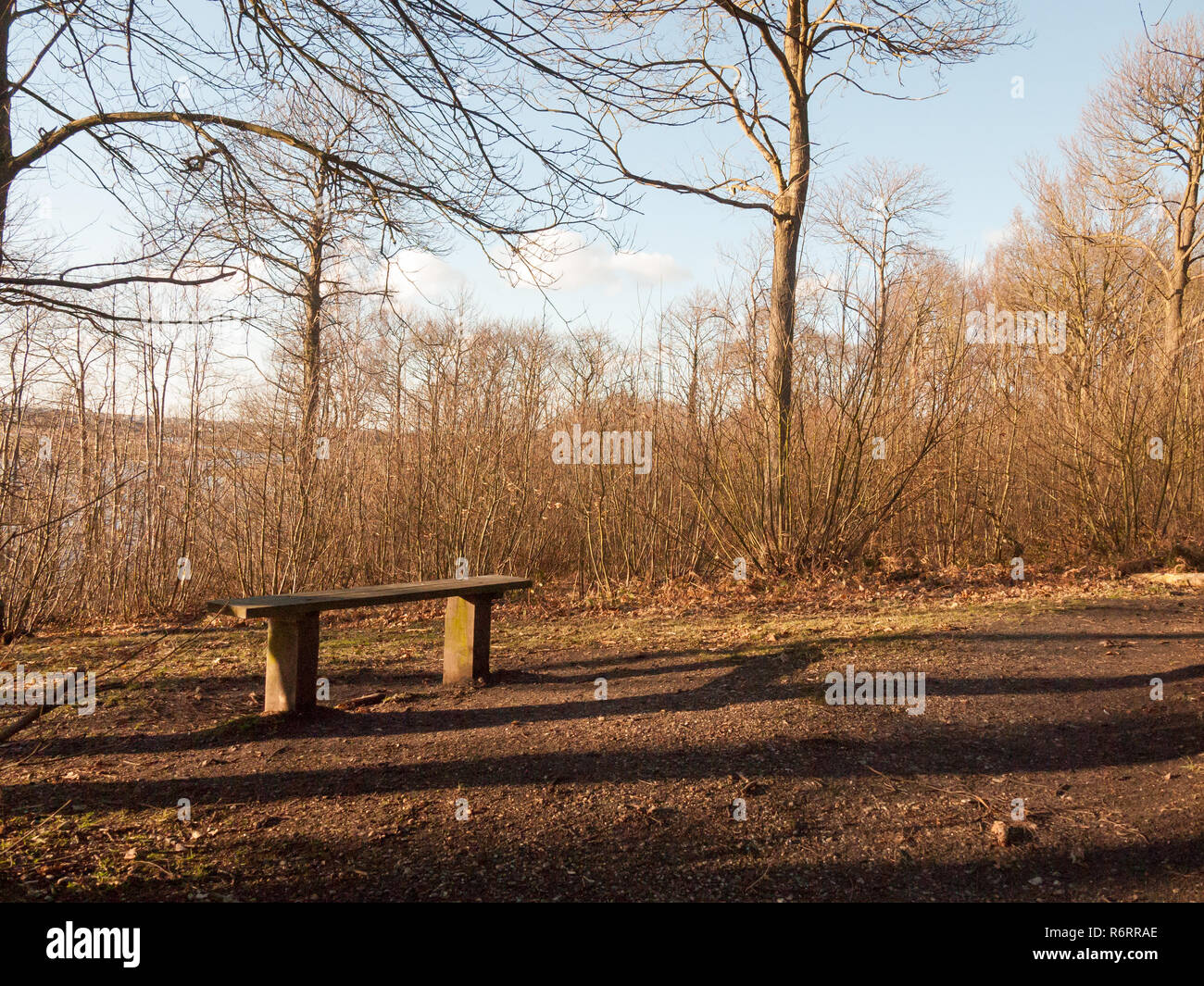 Holzbank in Woodland uk nackten Herbst Frühling keine Personen Stockfoto