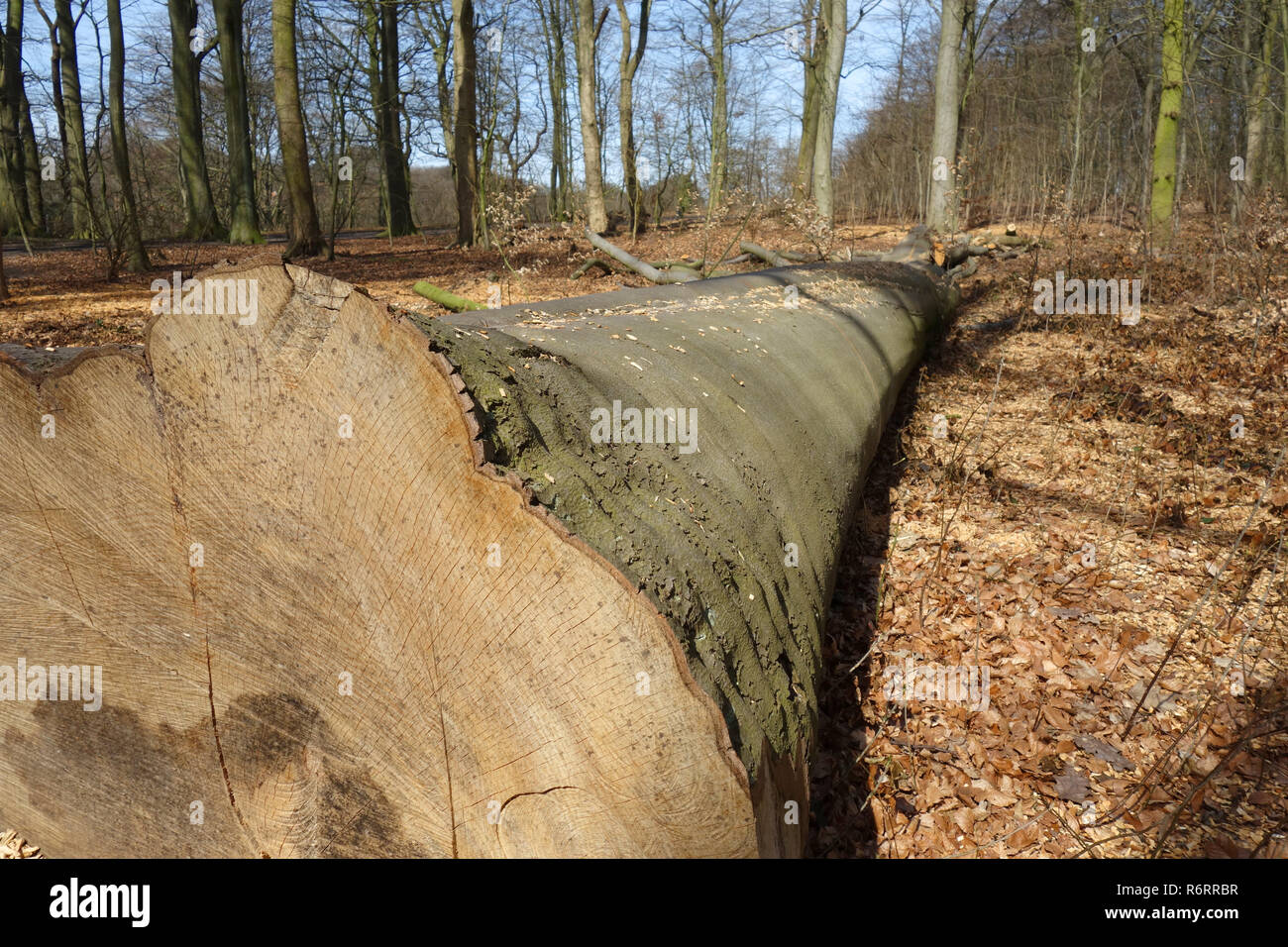 gefällte Buche Stockfoto