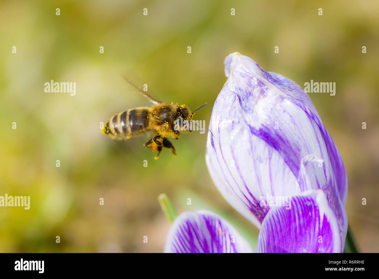 Bienen fliegen zu einem Crocus Blume Stockfoto