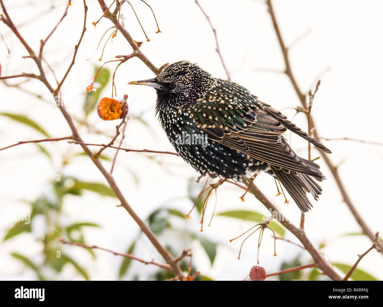 Nahaufnahme einer gemeinsamen Starling Stockfoto