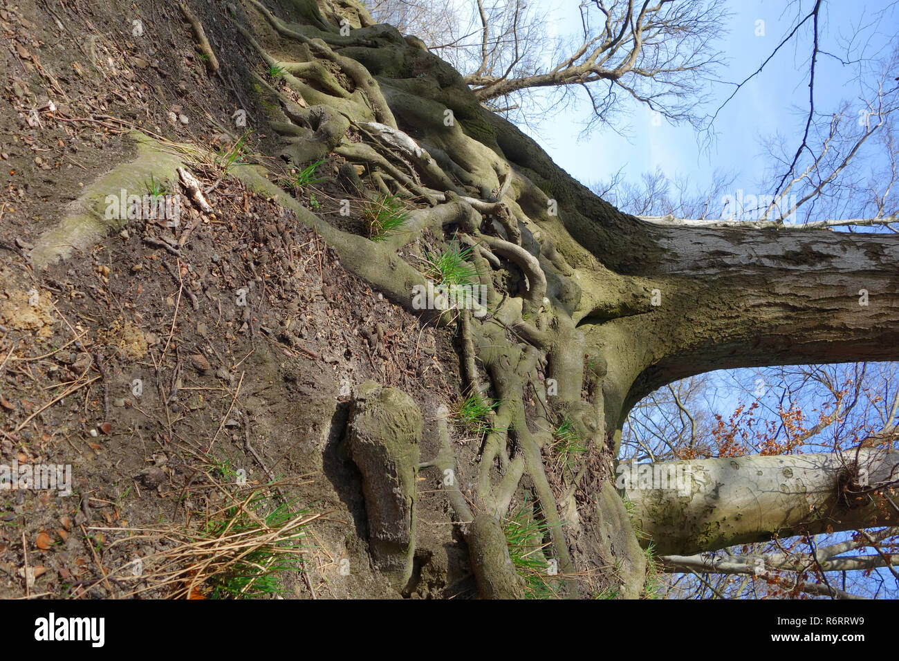 Buche Wurzeln am Hang Stockfoto