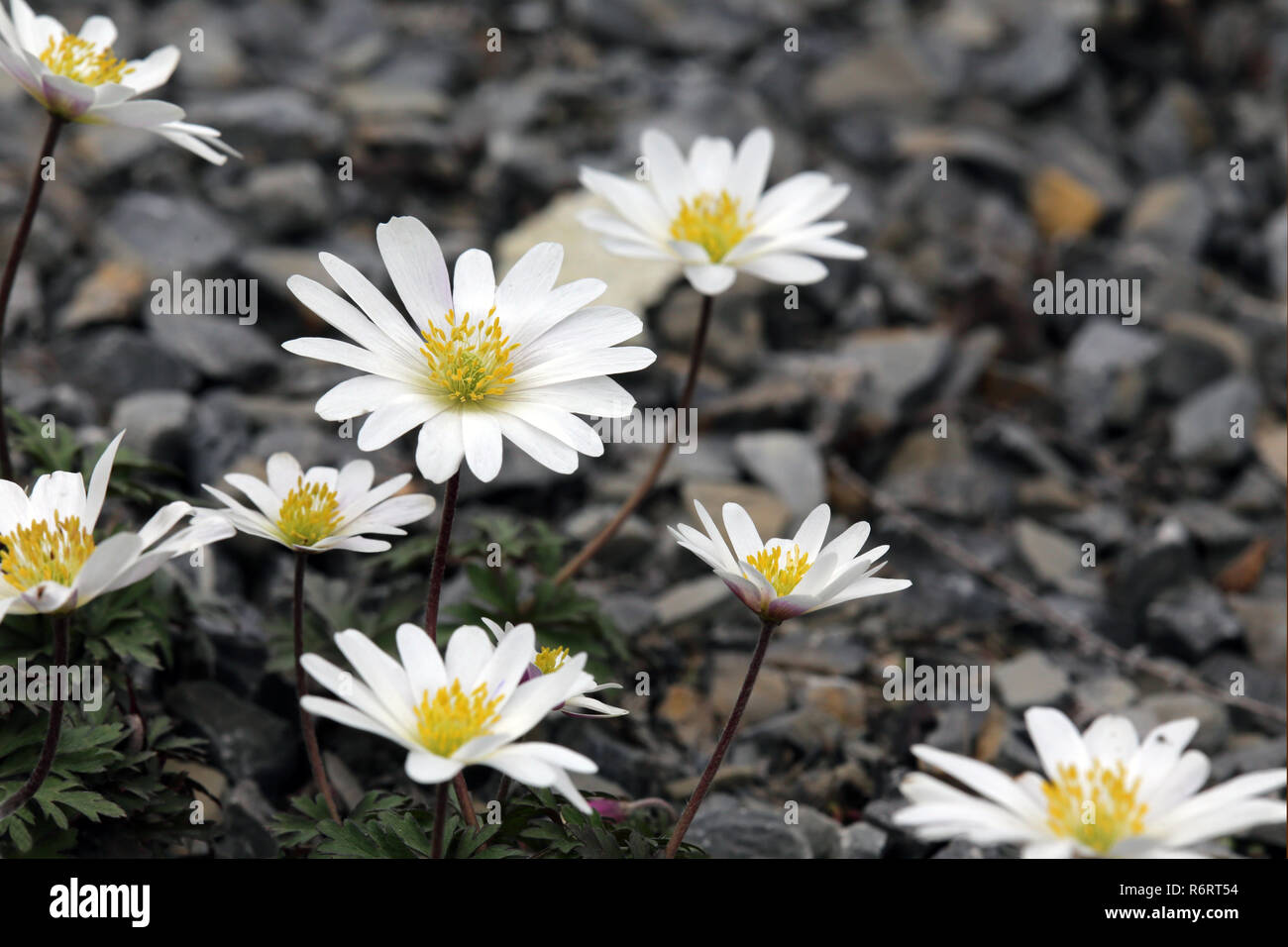 Radiant anemone Anemone blanda weiße Pracht Stockfoto