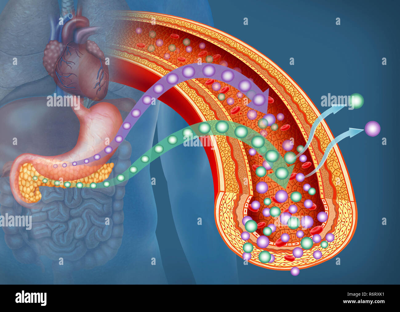 Illustration über die Bedeutung von Glukose und Insulin im menschlichen Körper. Glukose ist die wichtigste Energiequelle für den menschlichen Körper. Stockfoto