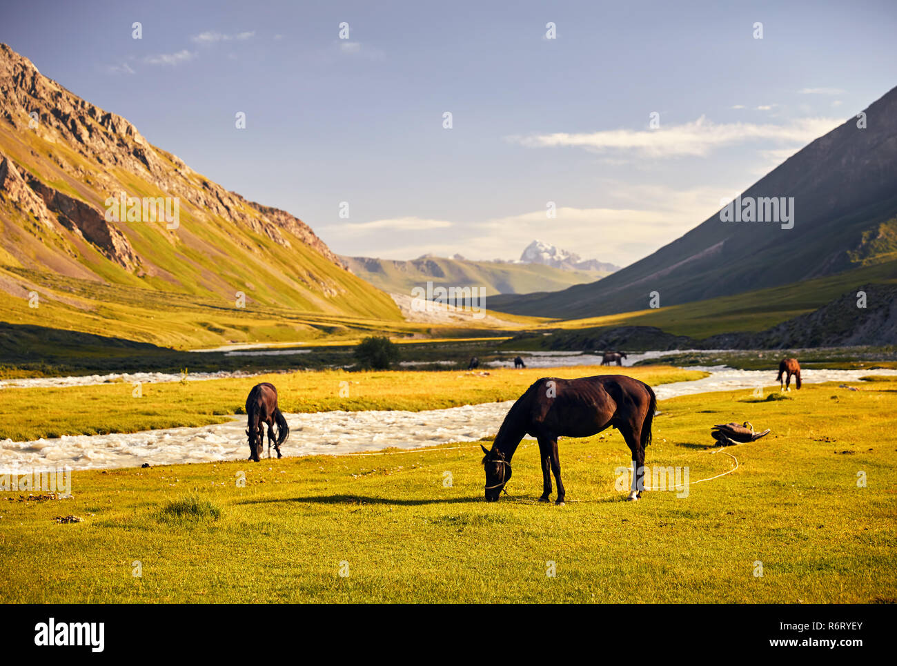 Pferde in der Nähe des Flusses in der Terskey Alatau Gebirge in Kirgisistan und Zentralasien Stockfoto