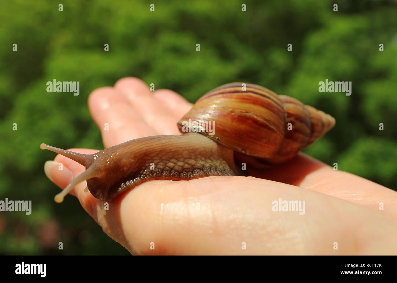 Kleine Schnecke ruht auf der Frau Hand in die sanfte Sonnenlicht mit unscharfen Green Bush im Hintergrund Stockfoto
