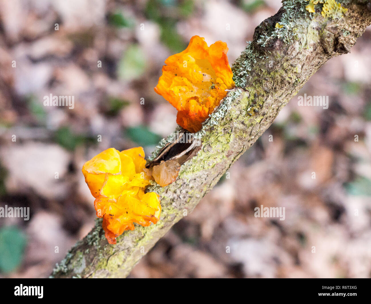 Nahaufnahme Pilz Tremella mesenterica woodland Außenstellen-Retz. - Gelbe Gehirn Pilz Stockfoto