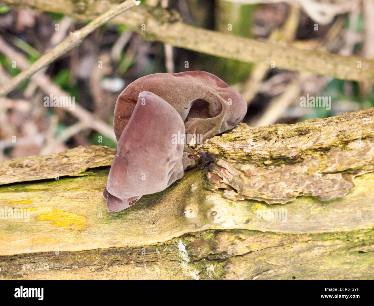 Nahaufnahme der wachsenden Jelly hängenden Jude Ohren baum Elder-Judae Auricularia Aurikel- (Bull.) Wettst. - Jelly Ohr Pilz Stockfoto Nahaufnahme der wachsenden Jelly hängenden Jude Ohren baum Elder-Judae Auricularia Aurikel- (Bull.) Wettst. - Jelly Ohr Pilz Stockfoto